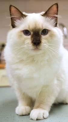 Verzorging van een kat in de trimsalon