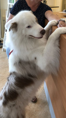 Hond aan de balie van de dierenkliniek